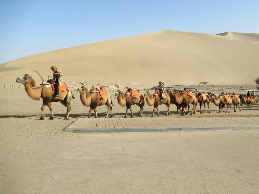 A caravan of two-humped Bactrian camels carrying tourists toward the Mingsha sand dunes