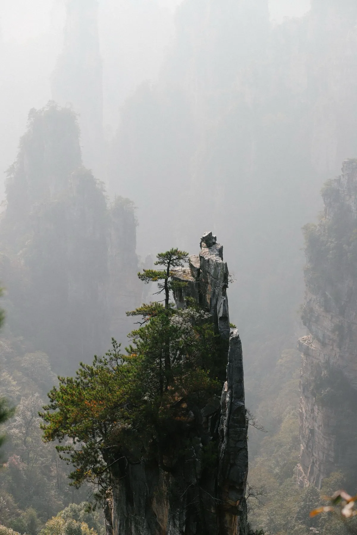 A misty sandstone pillar topped with pines at Yuanjiajie, Zhangjiajie