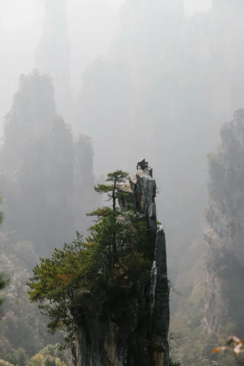 A misty sandstone pillar topped with pines at Yuanjiajie, Zhangjiajie