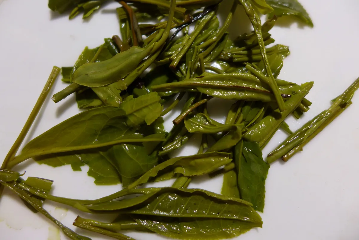 Freshly picked green Huangshan Maofeng tea leaves and stems laid out on a white plate